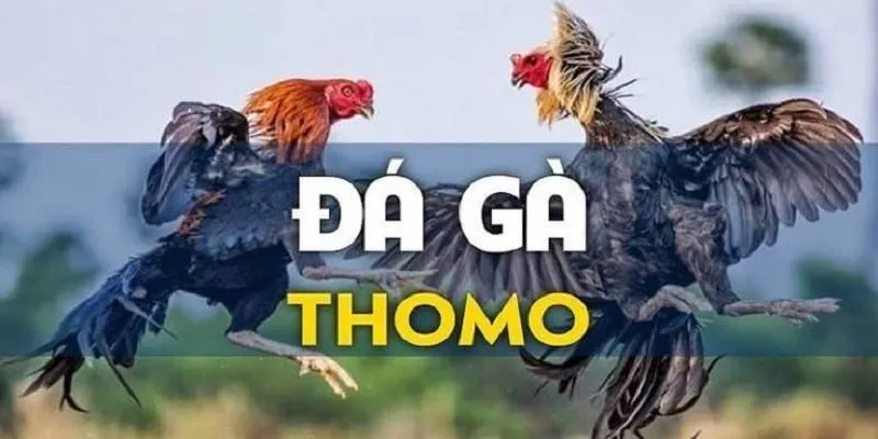 Quy trình tham gia chi tiết 